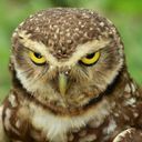Аватарка канала @burrowingowl