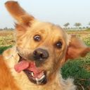 Аватарка канала @stupidpicswithdogs