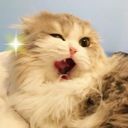 Аватарка канала @cats_cats