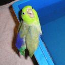 Аватарка канала @funkparrot