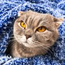 Аватарка канала @catsofy
