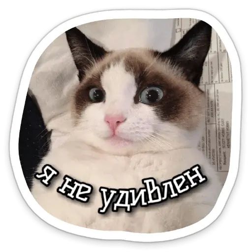 Стикер «Котики-3»