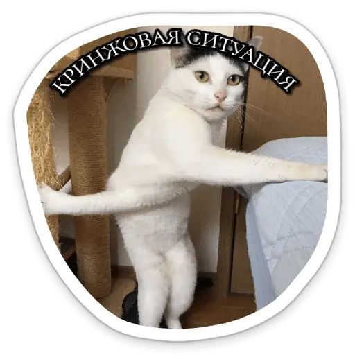 Стикер «Котики-4»