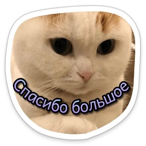 Стикер «Котики-5»