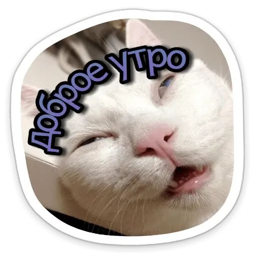 Стикер «Котики-6»