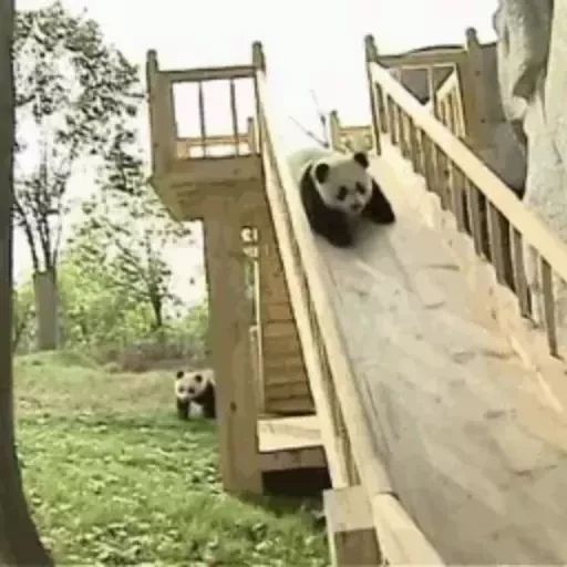 Стикер «Панды-11»