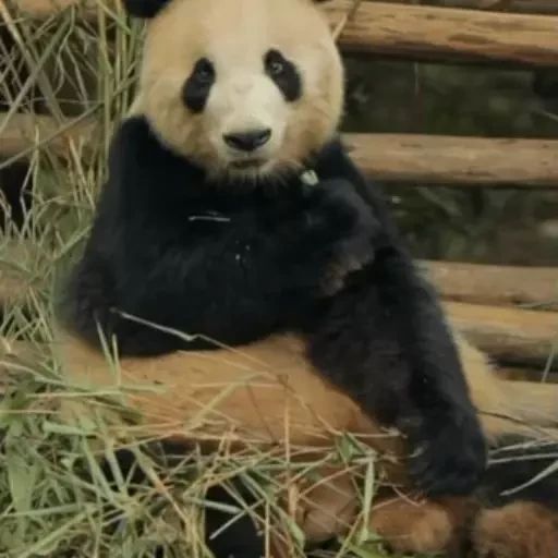 Стикер «Панды-12»