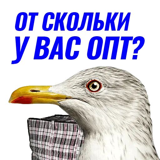 Стикер «Чайчка-12»