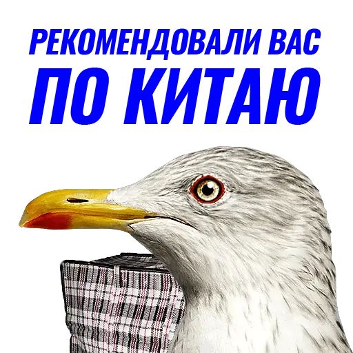 Стикер «Чайчка-3»