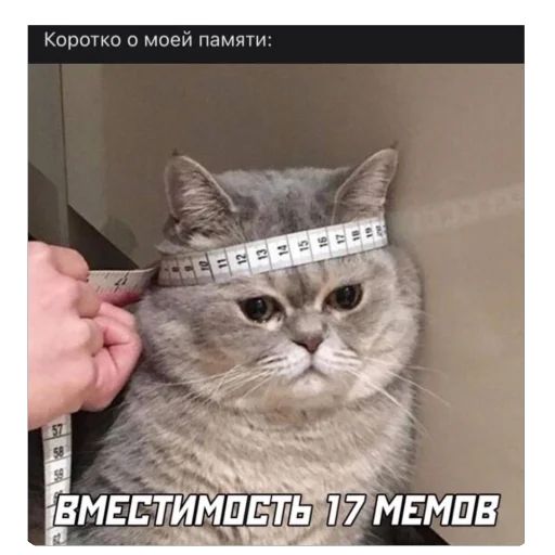 Стикер «котячьи стикеры-10»