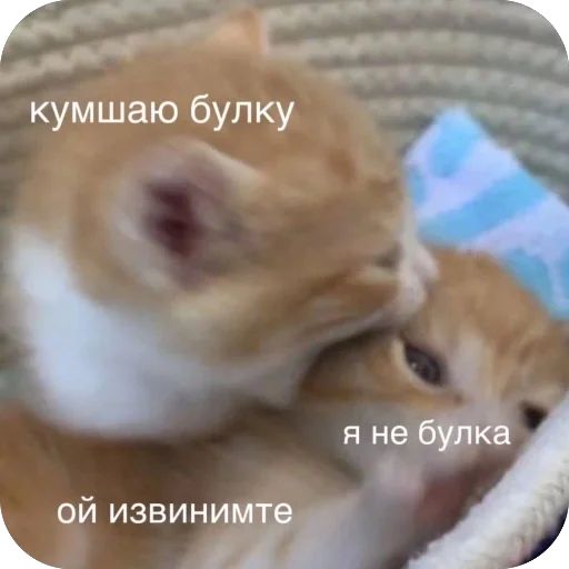 Стикер «котячьи стикеры-12»