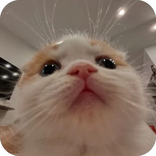 Стикер «котячьи стикеры-2»