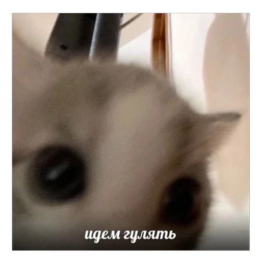 Стикер «котячьи стикеры-5»