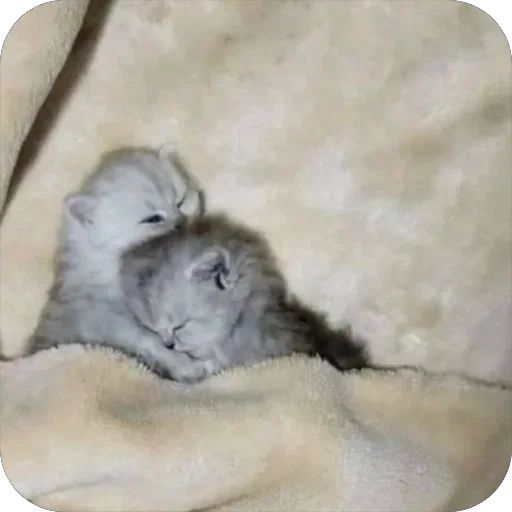 Стикер «котячьи стикеры-7»