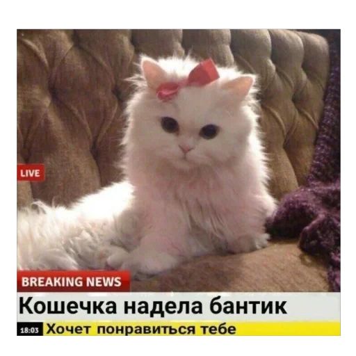 Стикер «котячьи стикеры-8»