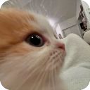 Набор стикеров «котячьи стикеры»