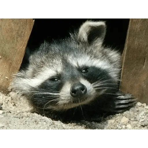 Стикер «Еноты-1»