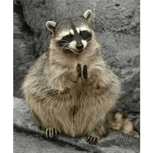 Стикер «Еноты-8»