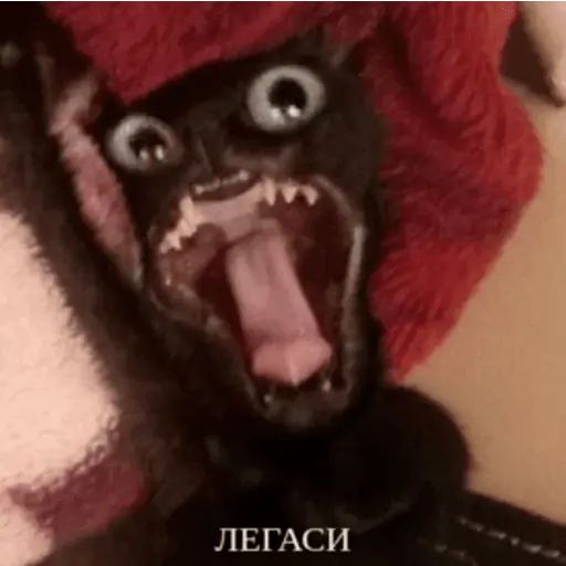 Стикер «Упоротый кот-10»