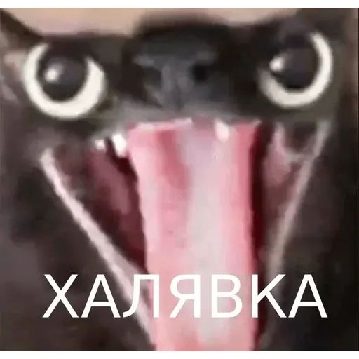 Стикер «Упоротый кот-3»