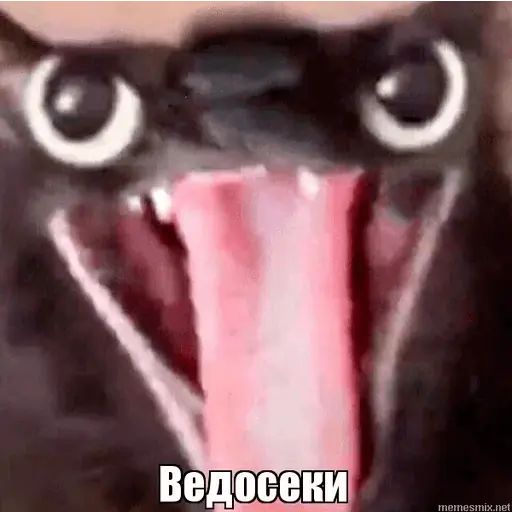 Стикер «Упоротый кот-8»