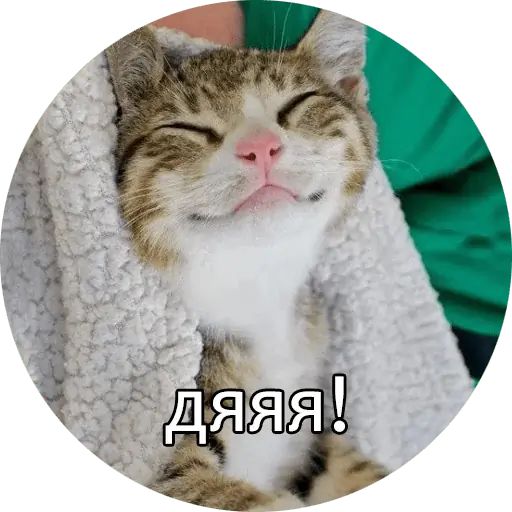 Набор стикеров для Telegram «Котиковы»