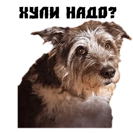 Стикер «Псина сутулая-10»