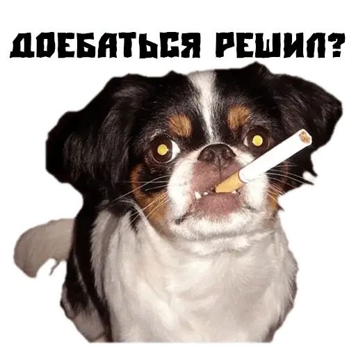Стикер «Псина сутулая-11»