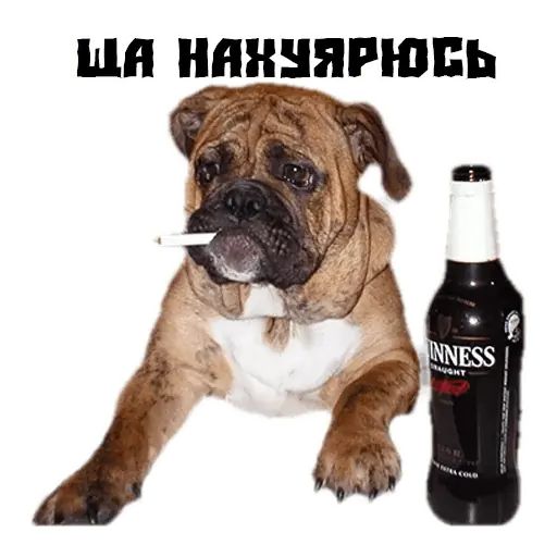 Стикер «Псина сутулая-12»