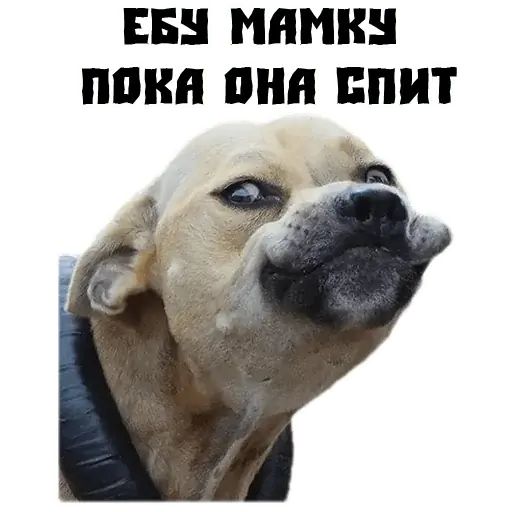 Стикер «Псина сутулая-4»