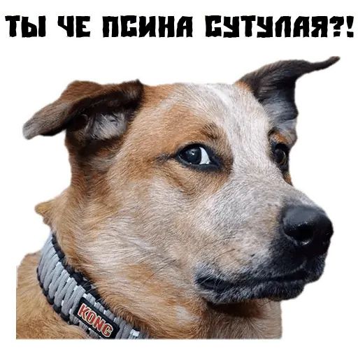 Стикер «Псина сутулая-7»