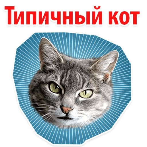 Стикер «Мемы с котом-1»