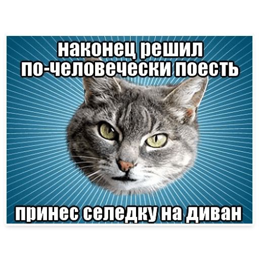Стикер «Мемы с котом-10»