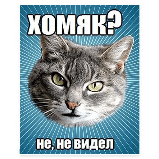 Стикер «Мемы с котом-11»