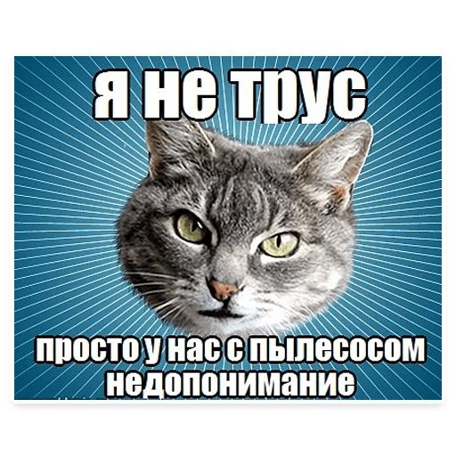 Стикер «Мемы с котом-12»