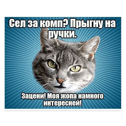 Стикер «Мемы с котом-2»