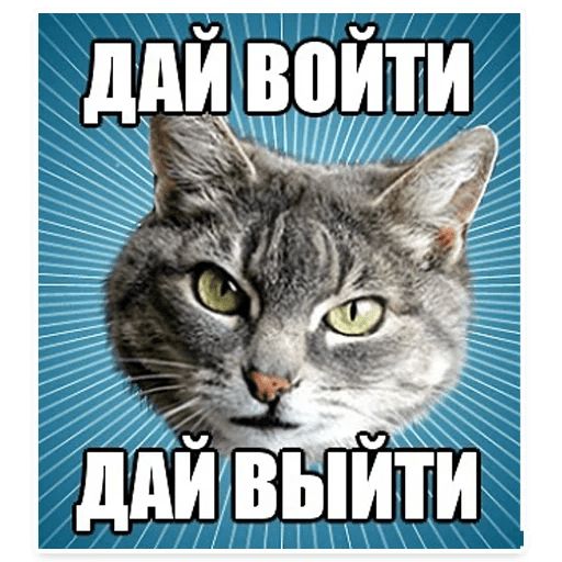 Стикер «Мемы с котом-3»
