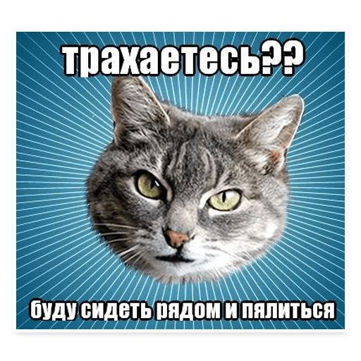 Стикер «Мемы с котом-4»