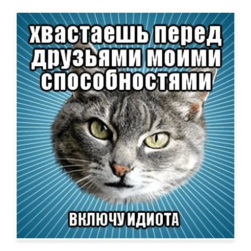 Стикер «Мемы с котом-5»