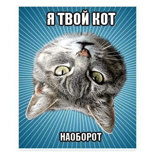 Стикер «Мемы с котом-6»