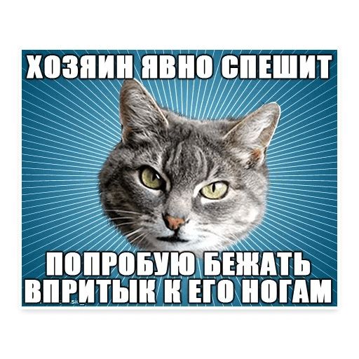 Стикер «Мемы с котом-7»