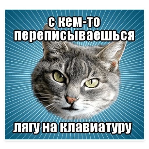 Стикер «Мемы с котом-8»