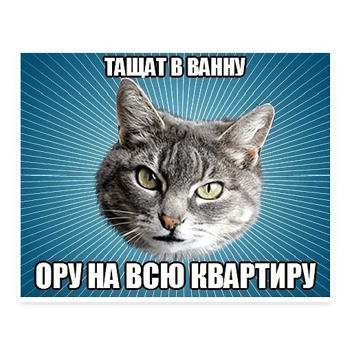 Стикер «Мемы с котом-9»