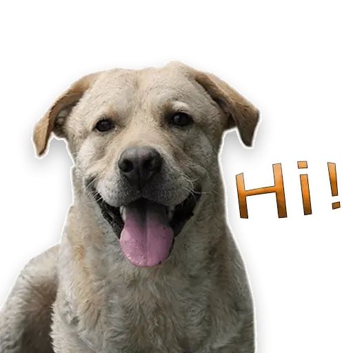 Стикер «Собака-рэпер-1»