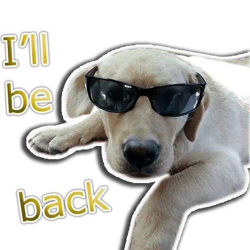 Стикер «Собака-рэпер-10»