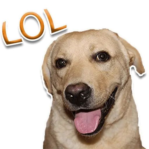 Стикер «Собака-рэпер-2»