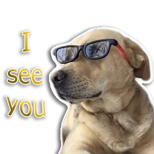 Стикер «Собака-рэпер-4»