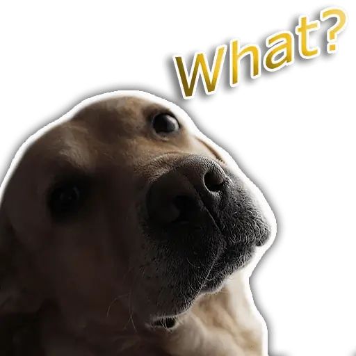 Стикер «Собака-рэпер-6»