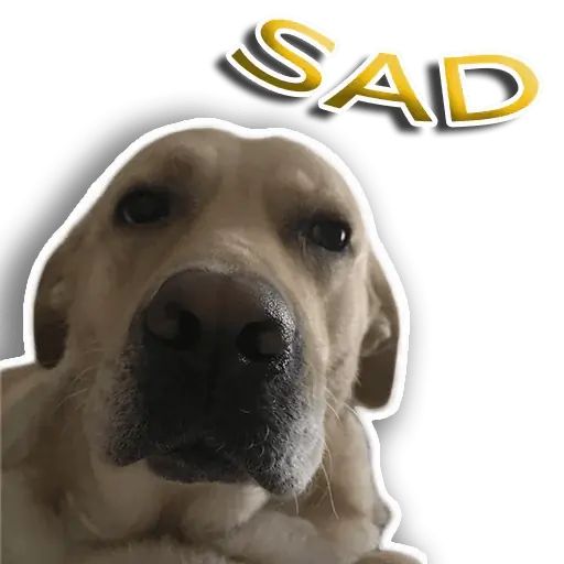 Стикер «Собака-рэпер-8»