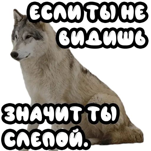 Стикер «Волки-12»